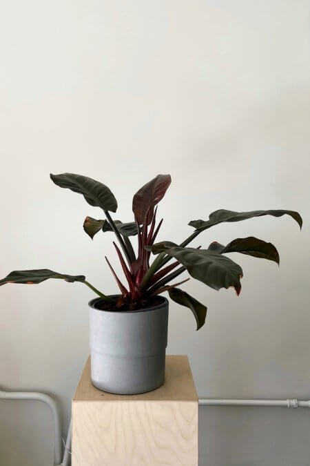 Philodendron-red
