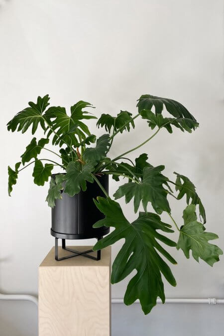 Philodendron-selloum