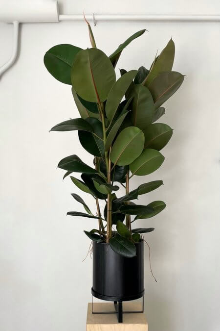Ficus-elastica-abidjan