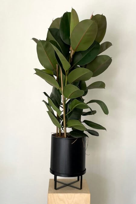 Ficus-elastica-robusta