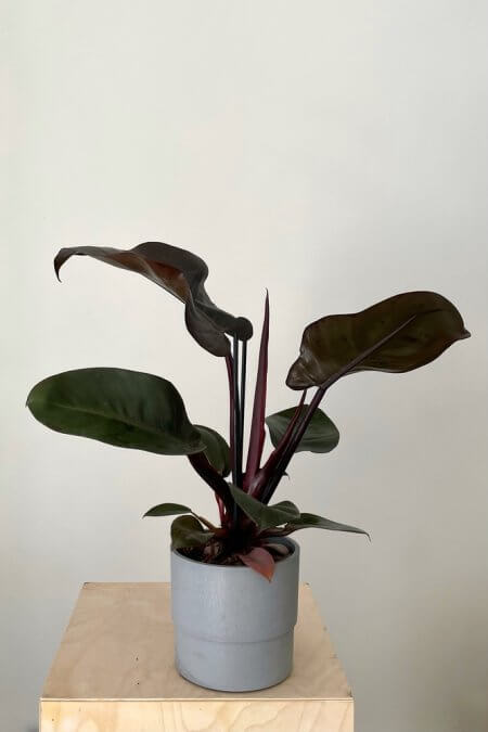 Philodendron-3